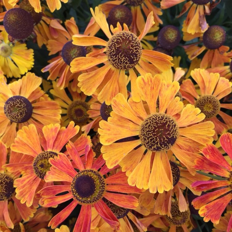 Plant image Helenium autumnale 'Waltrut'