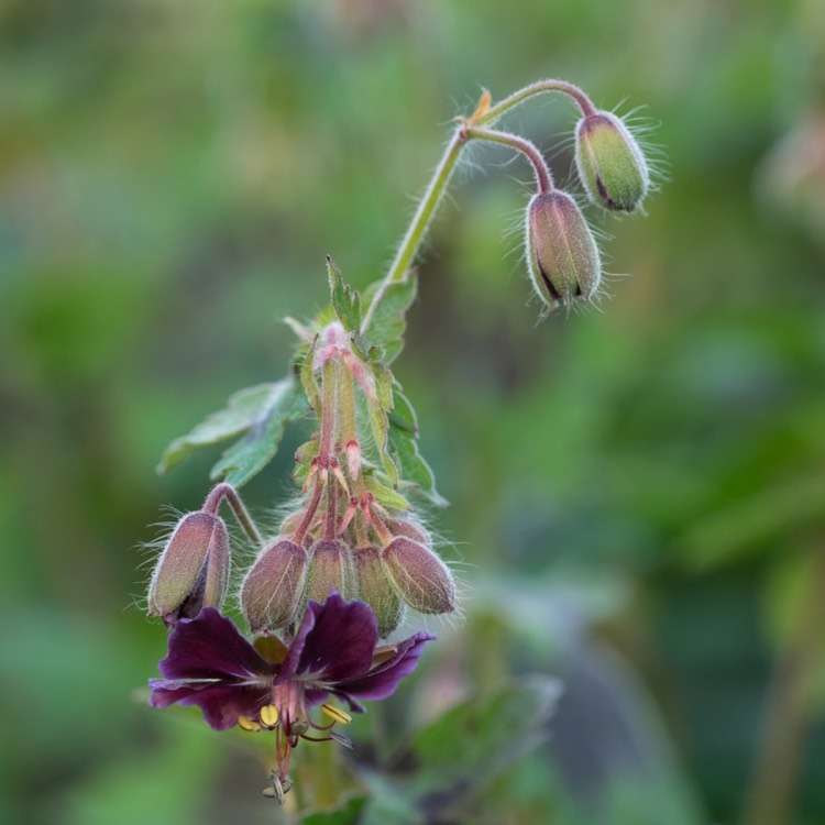 Plant image Geranium phaeum