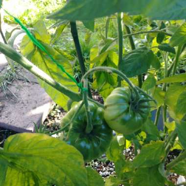 Tomato 'German Queen' (Beefsteak Tomato)