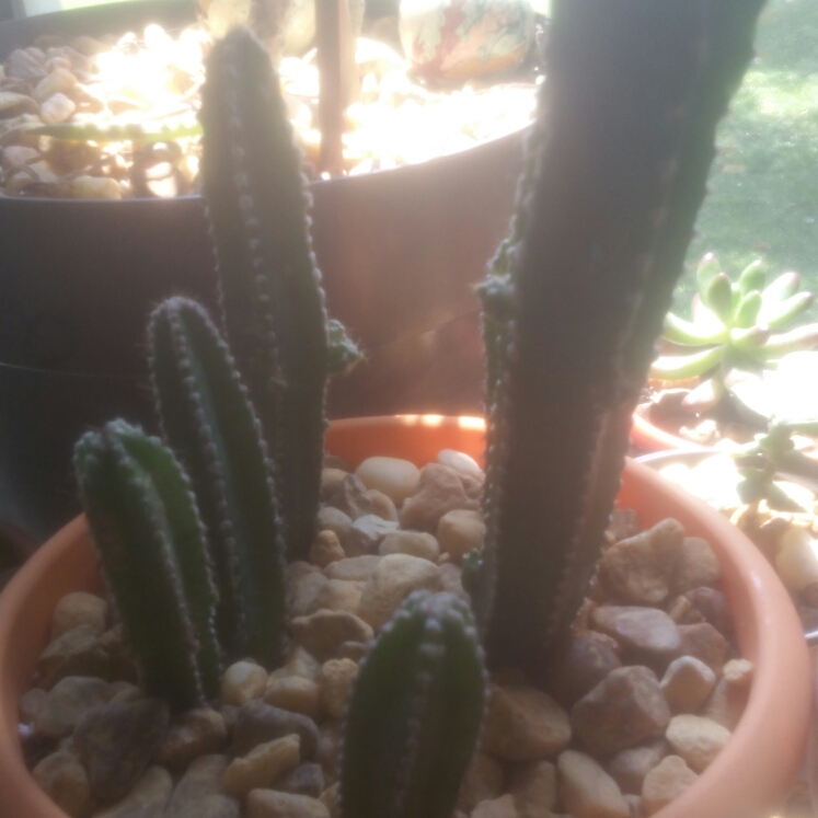 Plant image Cereus fernambucensis 'Lem'