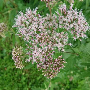 Joe Pye Weed