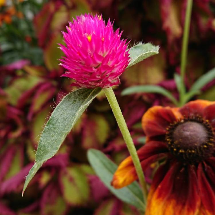 Plant image Gomphrena globosa