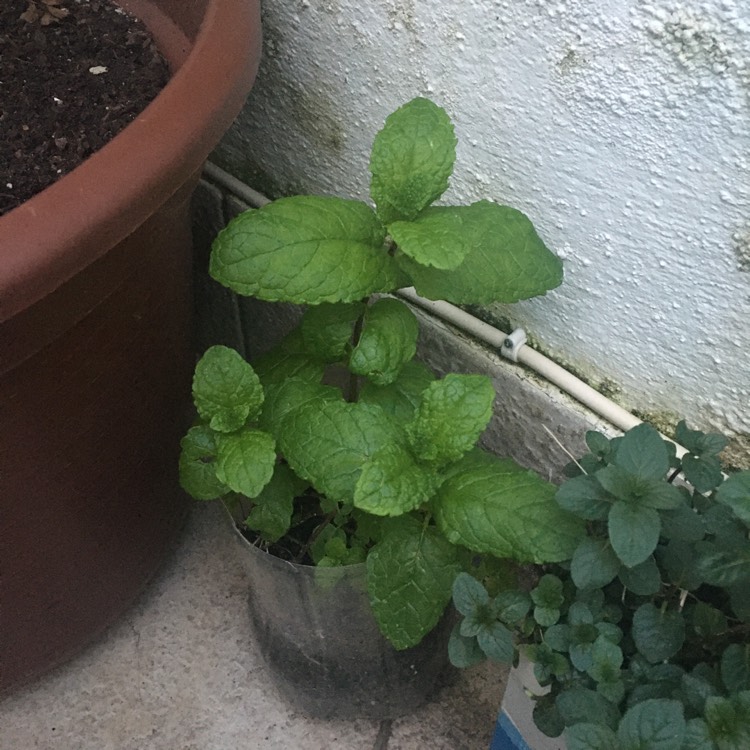 Plant image Mentha spicata 'Spanish'