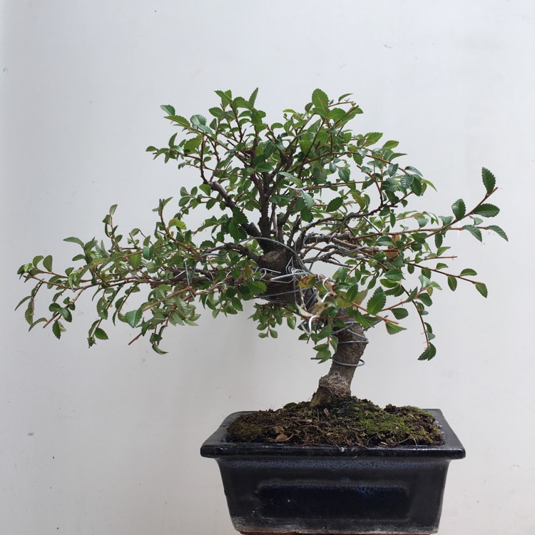 Plant image Ulmus parvifolia (Bonsai)