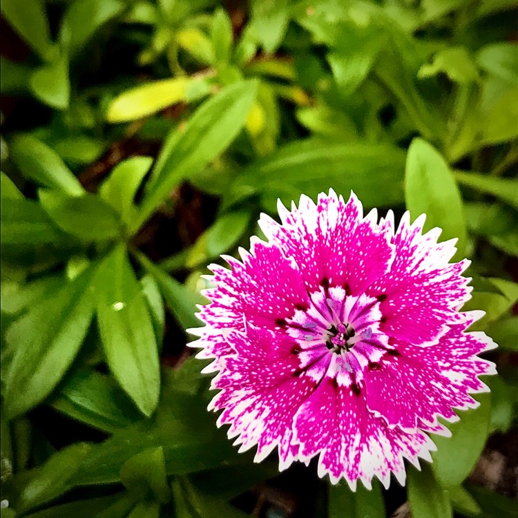 Plant image Dianthus chinensis 'White Fire'