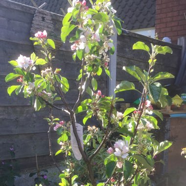 Malus domestica 'James Grieve'