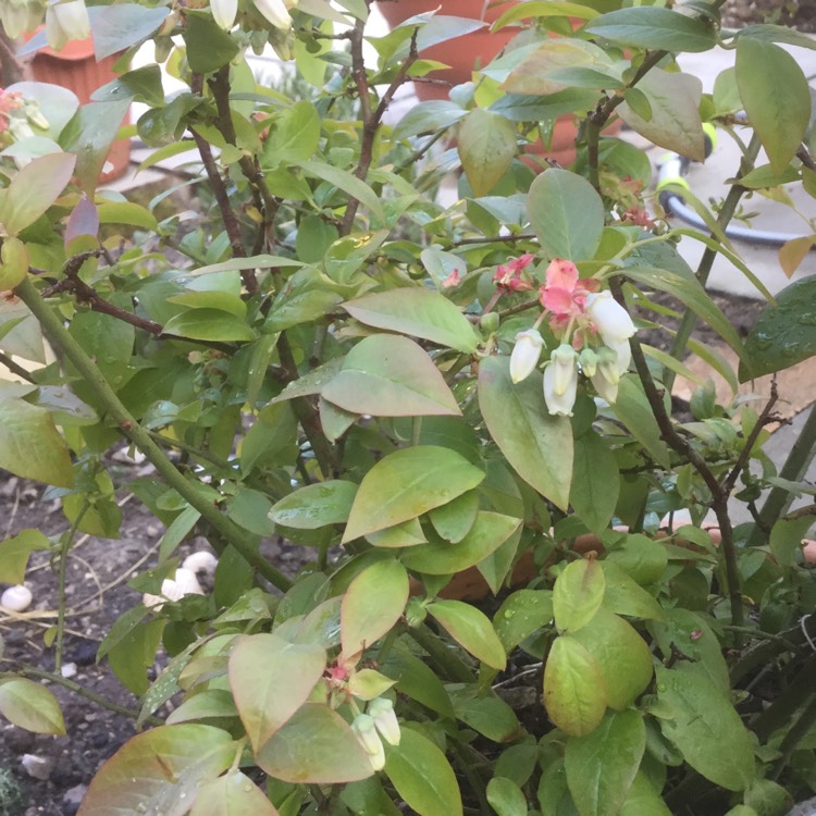 Plant image Vaccinium corymbosum 'Bountiful Blue'