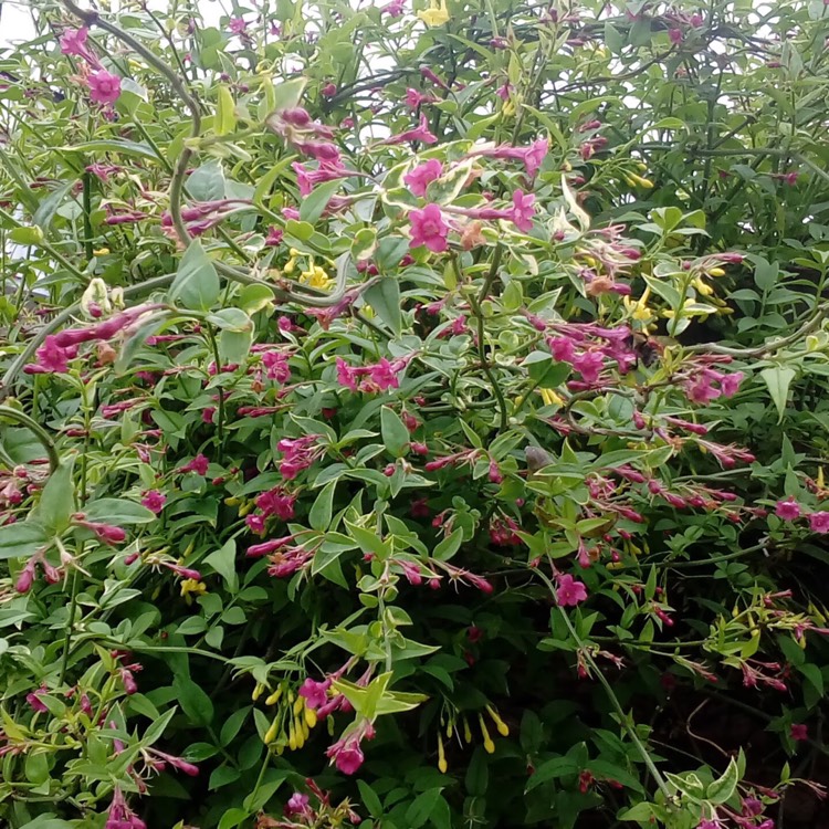 Plant image Jasminum humile 'Revolutum'