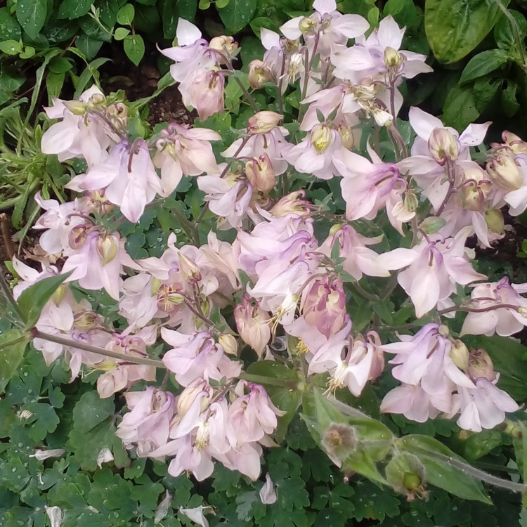 Plant image Aquilegia vulgaris 'Petticoat Pink'