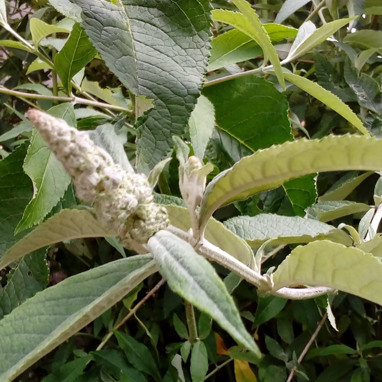 Plant image Buddleja davidii 'Tobudskybl' (Buzz Series) syn. Buddleja davidii 'Buzz Sky Blue'