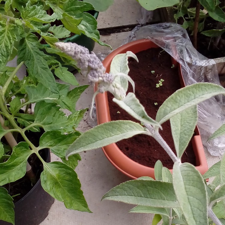 Plant image Buddleja davidii 'Monum' syn. Buddleja davidii 'Nanho Purple'