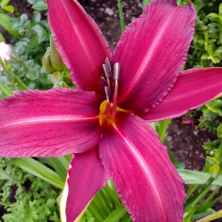 Plant image Hemerocallis 'Crimson Pirate'