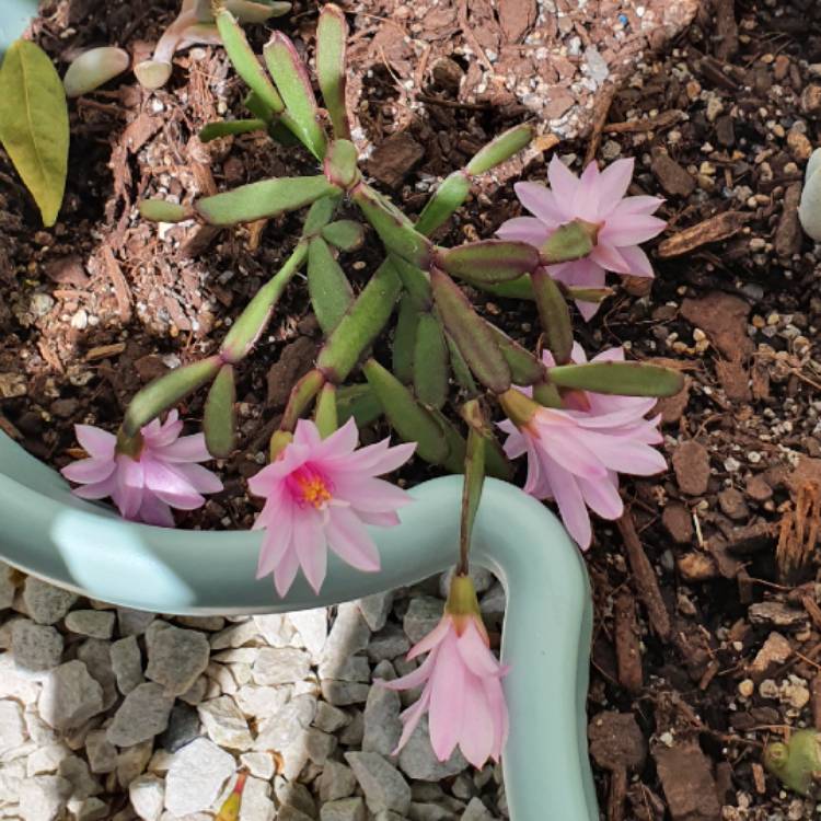 Plant image Schlumbergera