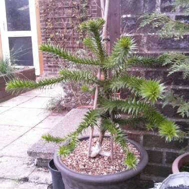 Monkey Puzzle Tree