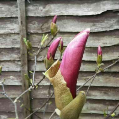 Goblet Magnolia