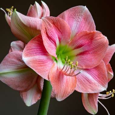 Hippeastrum (Amaryllis)