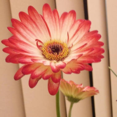 Gerbera Daisy