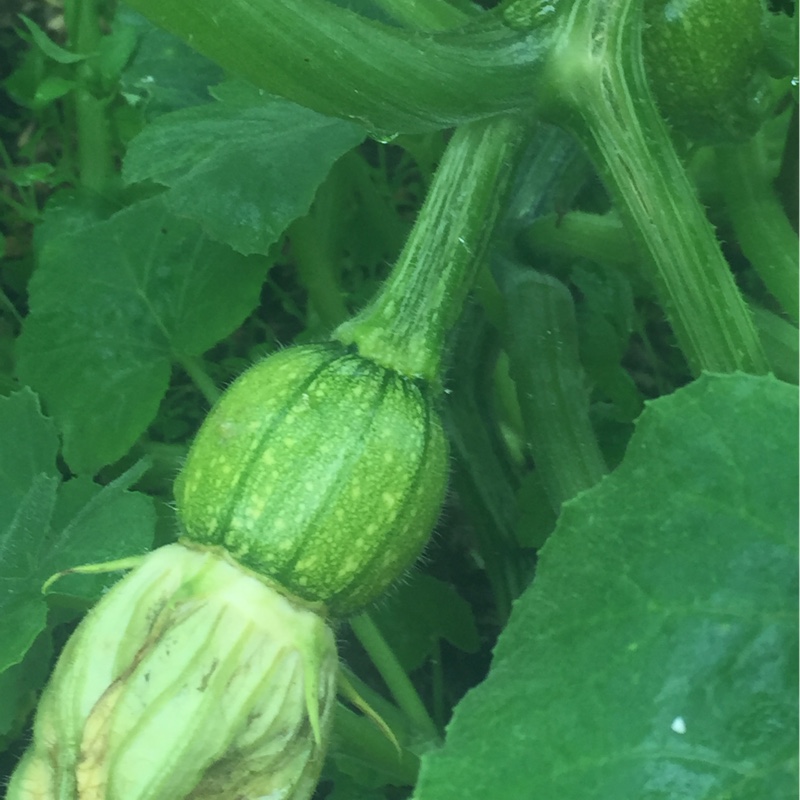 Plant image Cucurbita Pepo 'Becky' F1