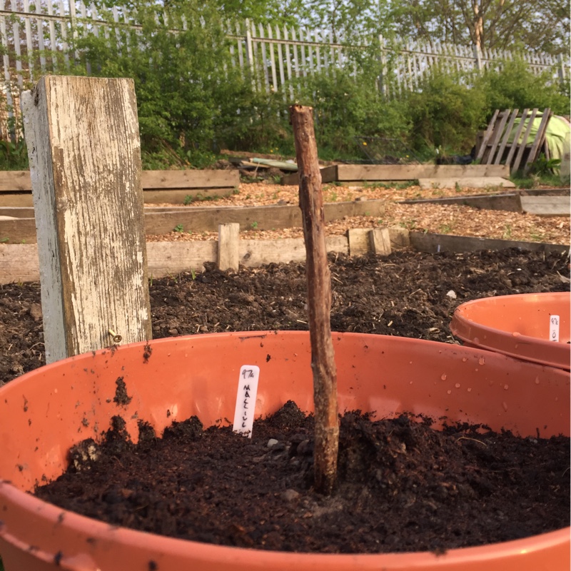 Plant image Rubus Idaeus 'Malling Promise'