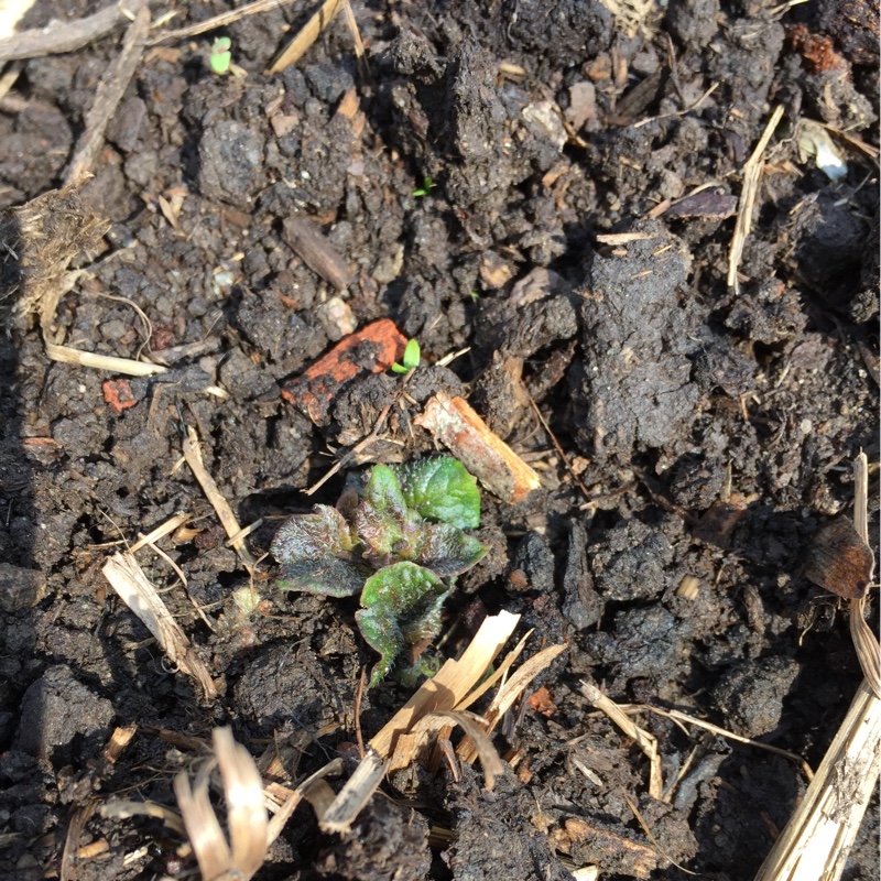 Plant image Solanum tuberosum 'Maris Bard'