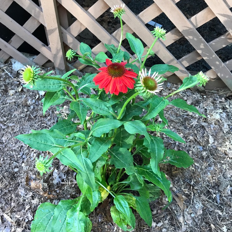 Plant image Echinacea 'Balsomcor' (Sombrero Series) syn. Echinacea 'Sombrero Hot Coral'