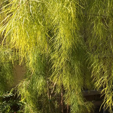 Acacia cognata 'Fettuccine'