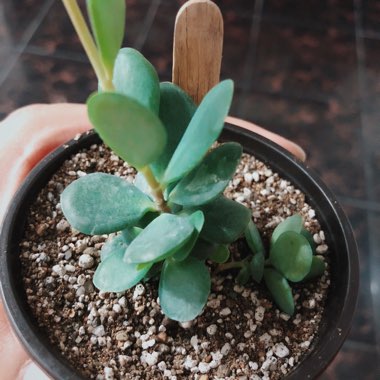 Kalanchoe Rotundifolia