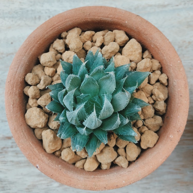 Plant image Haworthia cooperi Var. 'Cooperi'