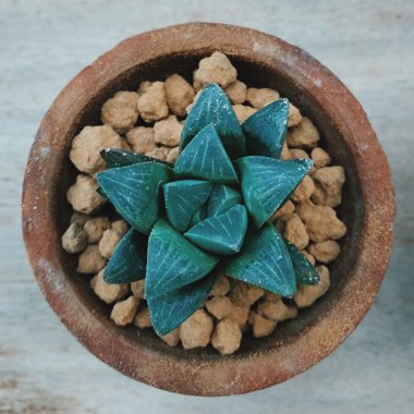 Haworthia 'Otzenii'