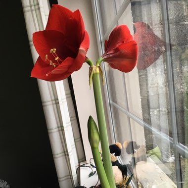 Hippeastrum (Amaryllis)