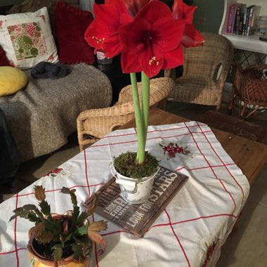 Hippeastrum (Amaryllis)