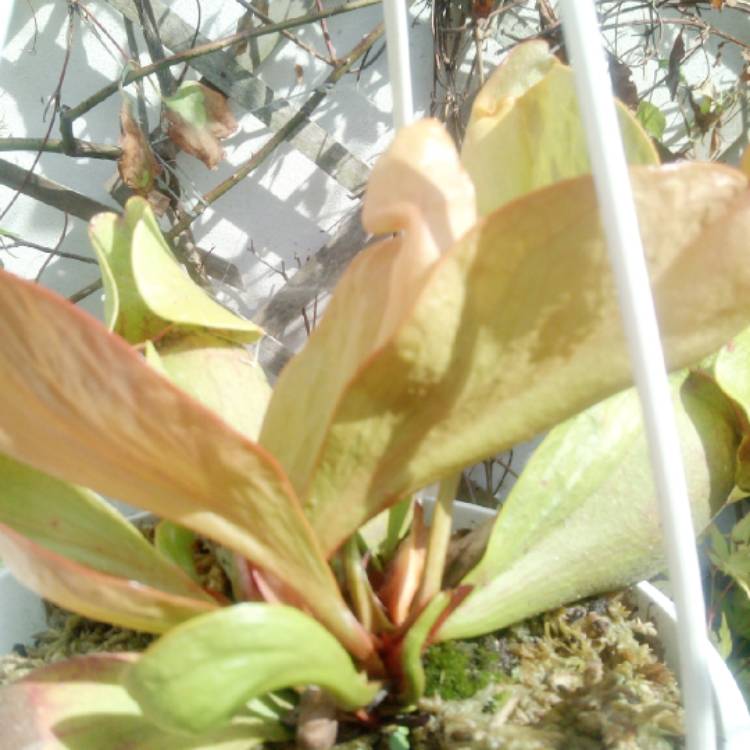 Plant image Sarracenia oreophila var ornata 'Copper Top'