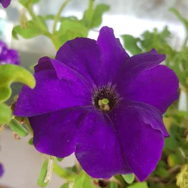 Petunia Blue