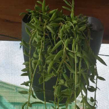 Senecio 'String Of Bananas'