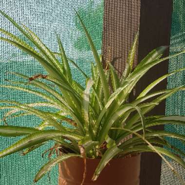 Spider Plant 'Vittatum'