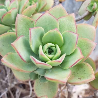 Echeveria