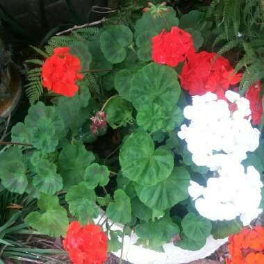 Cranesbill (Geranium)