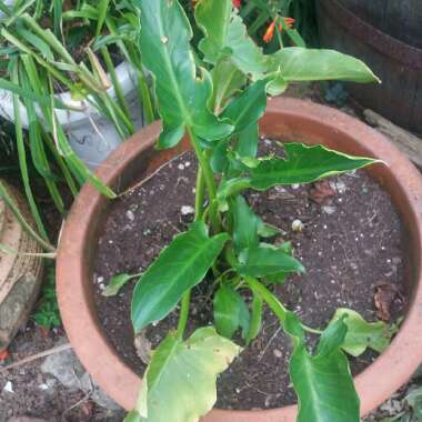 Arum Lily 'White Giant'