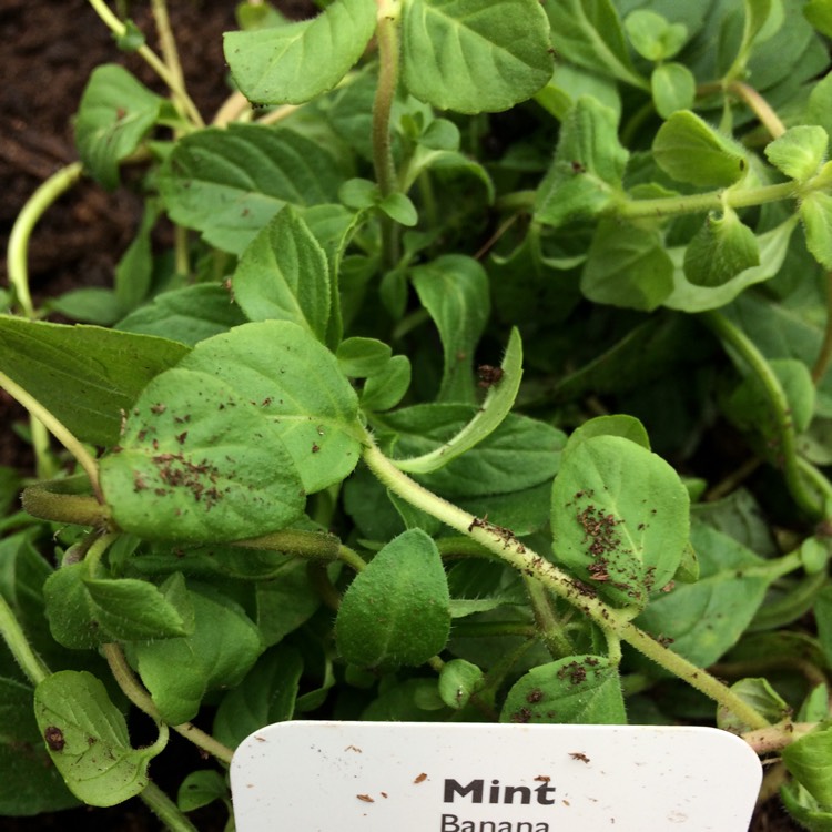 Plant image Mentha arvensis 'Banana'