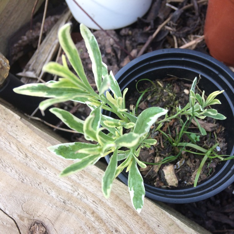 Plant image Lavandula x intermedia 'Momparler' syn. Lavandula x intermedia 'Platinum Blonde'