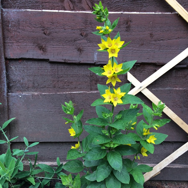 Plant image Lysimachia punctata