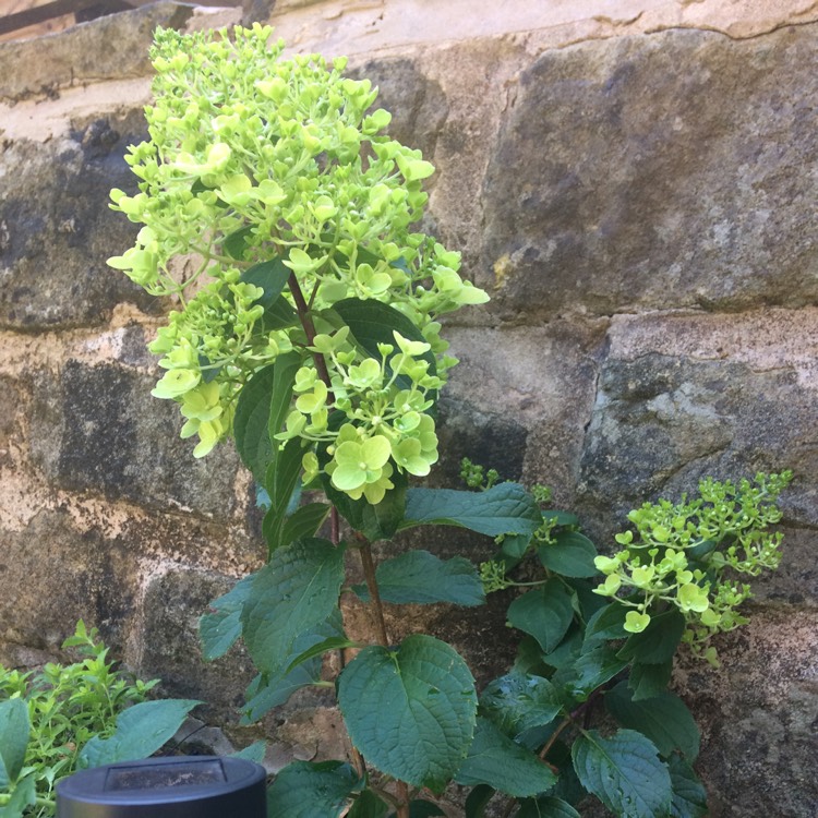 Plant image Hydrangea paniculata 'Silver Dollar'