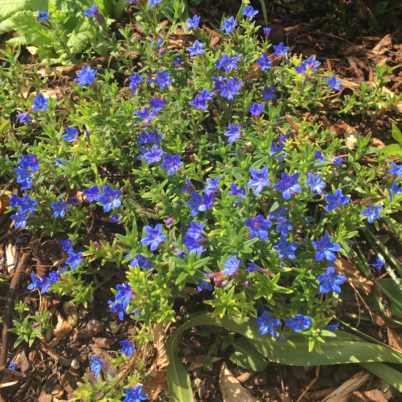 Plant image Lithodora Diffusa 'Compact Blue'