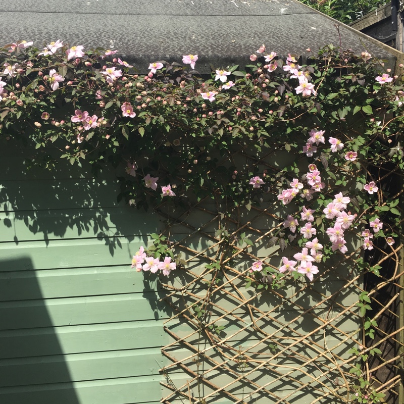 Clematis Montana 'Elizabeth'