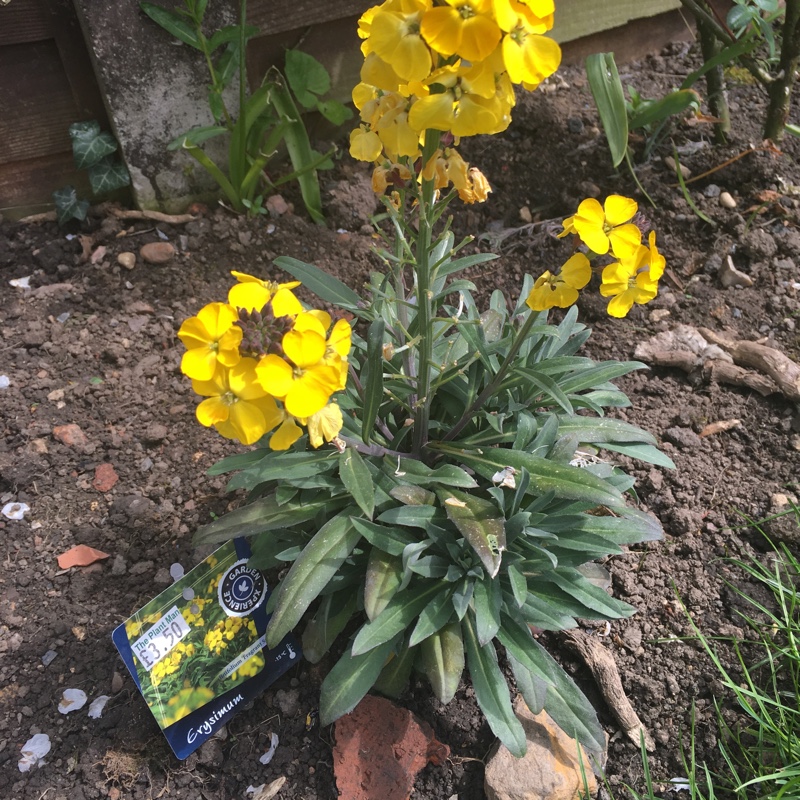 Aegean Wallflower