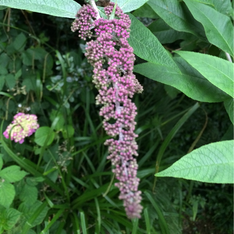 Plant image Buddleja davidii 'Pyrkeep' (English Butterfly Series) syn. Buddleja davidii 'Purple Emperor'