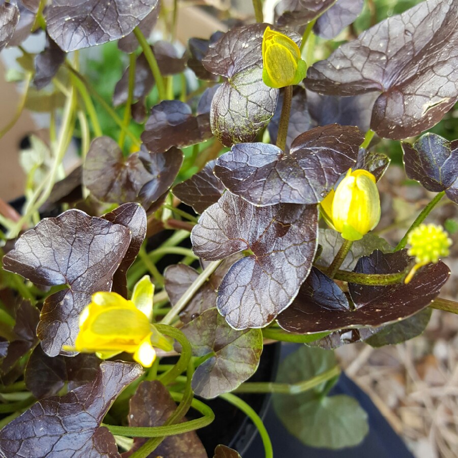 Plant image Ranunculus acris 'Flore Pleno'