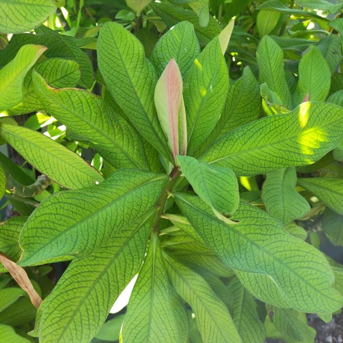 Plant image Euphorbia umbellata syn. Synadenium grantii