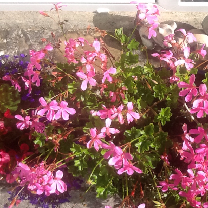 Plant image Geranium himalayense  syn. Geranium grandiflorum