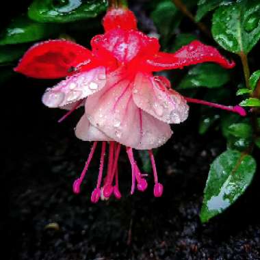 Fuchsia 'Snowcap'